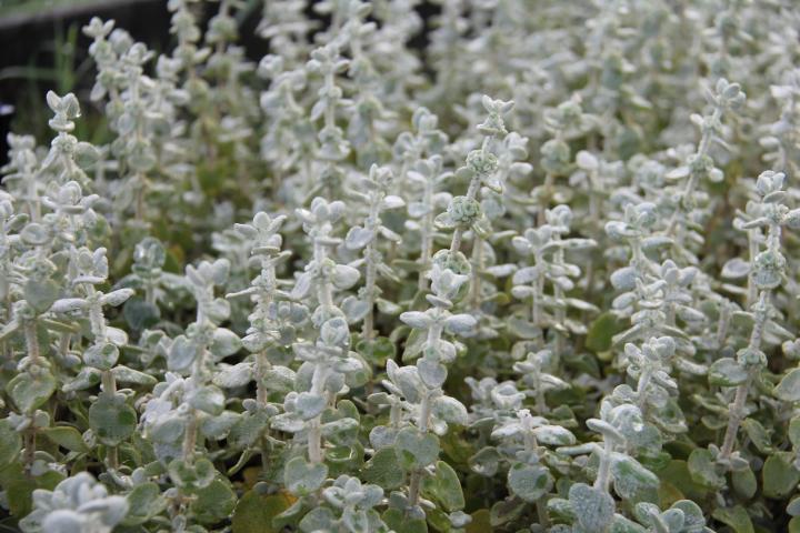 Ballota pseudodictamnus