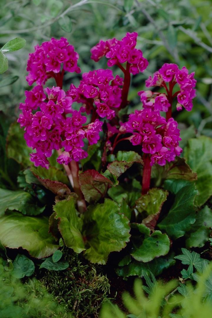 Bergenia  'Abendglut'