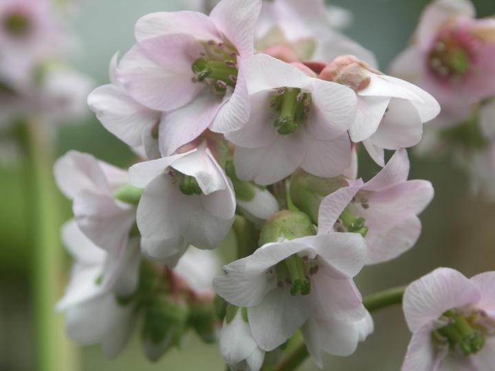 Bergenia  'Baby Doll'