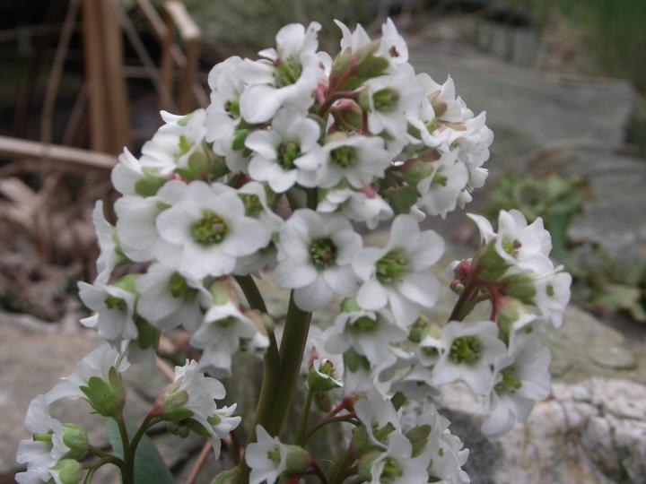 Bergenia  'Bressingham White' PBR