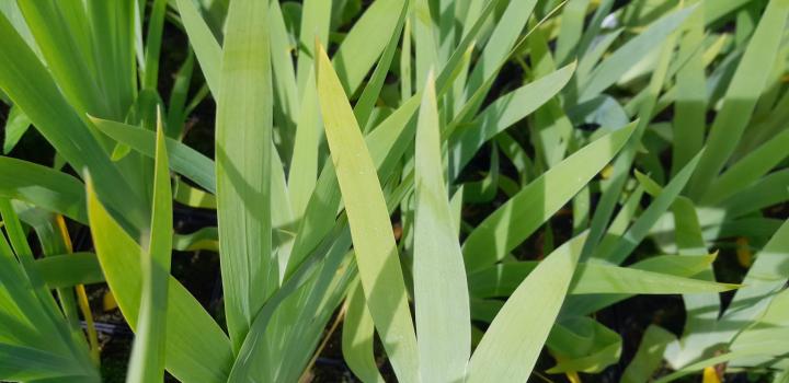 Belamcanda chinensis