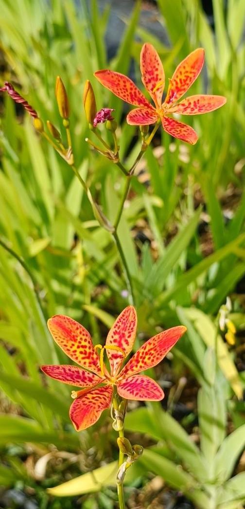 Belamcanda chinensis