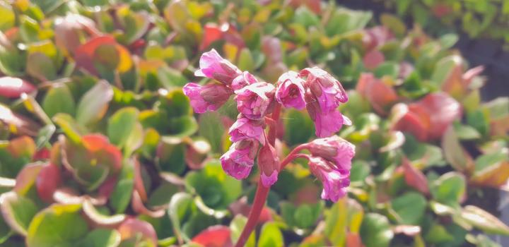 Bergenia cordifolia 'Purpurea'