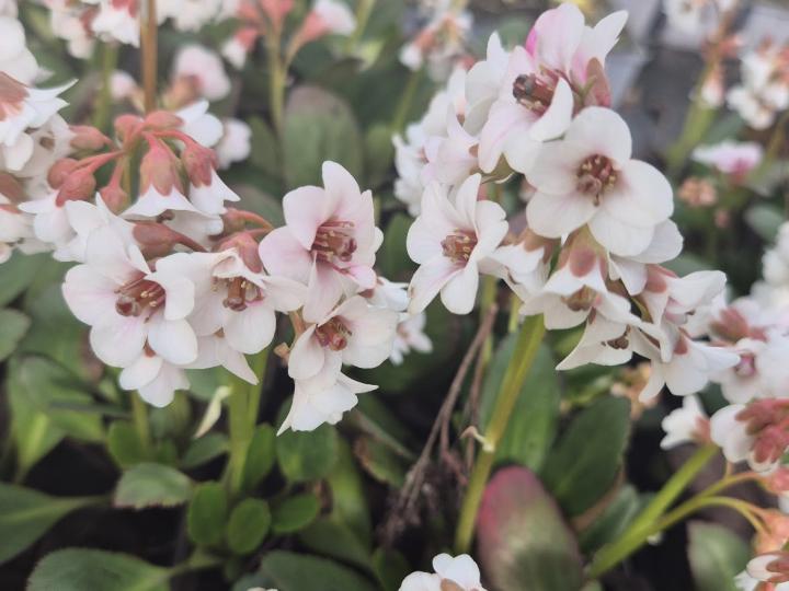 Bergenia Dragonfly  'Angel Kiss' ®