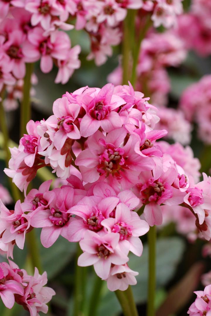 Bergenia Dragonfly 'Sakura' ®