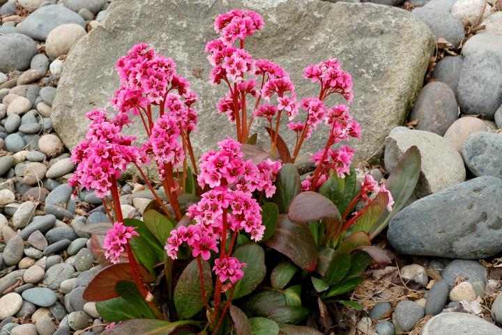 Bergenia Dragonfly 'Sakura' ®