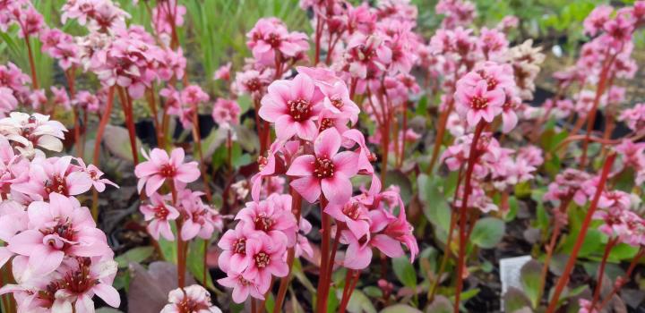 Bergenia Dragonfly 'Sakura' ®