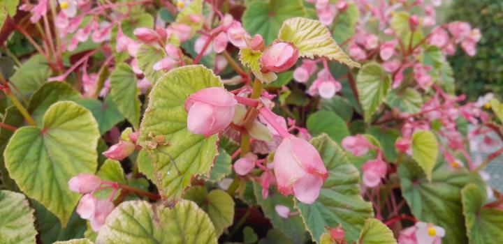 Begonia grandis evansiana