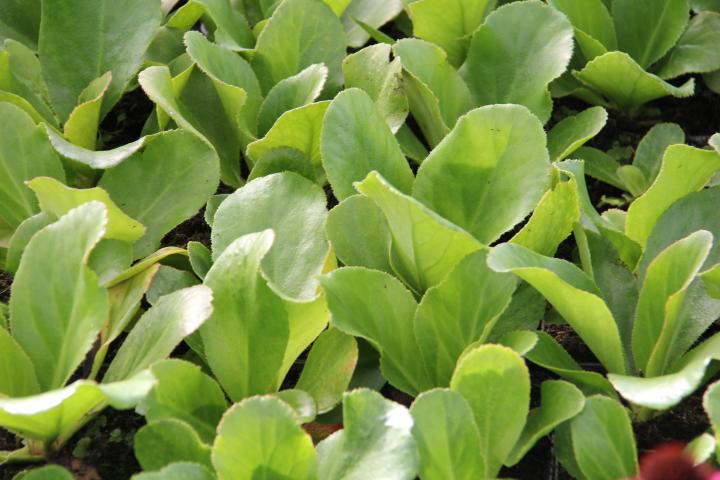 Bergenia 'Ice Queen'