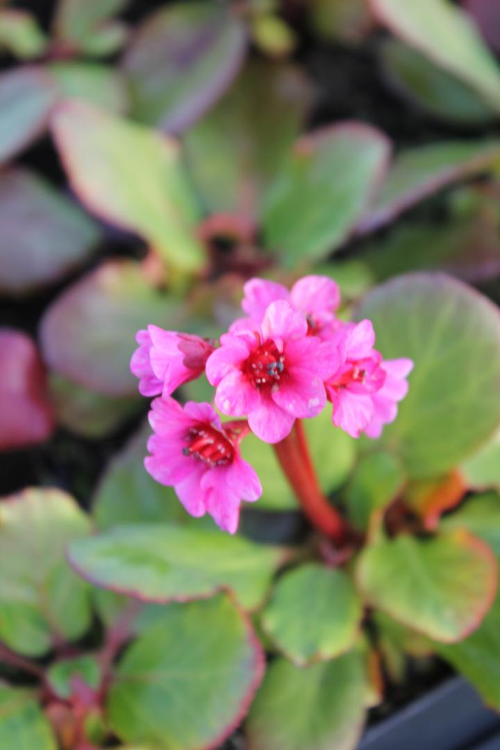 Bergenia 'Morgenröte'