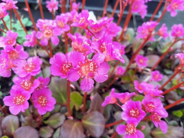 Bergenia 'Morgenröte'