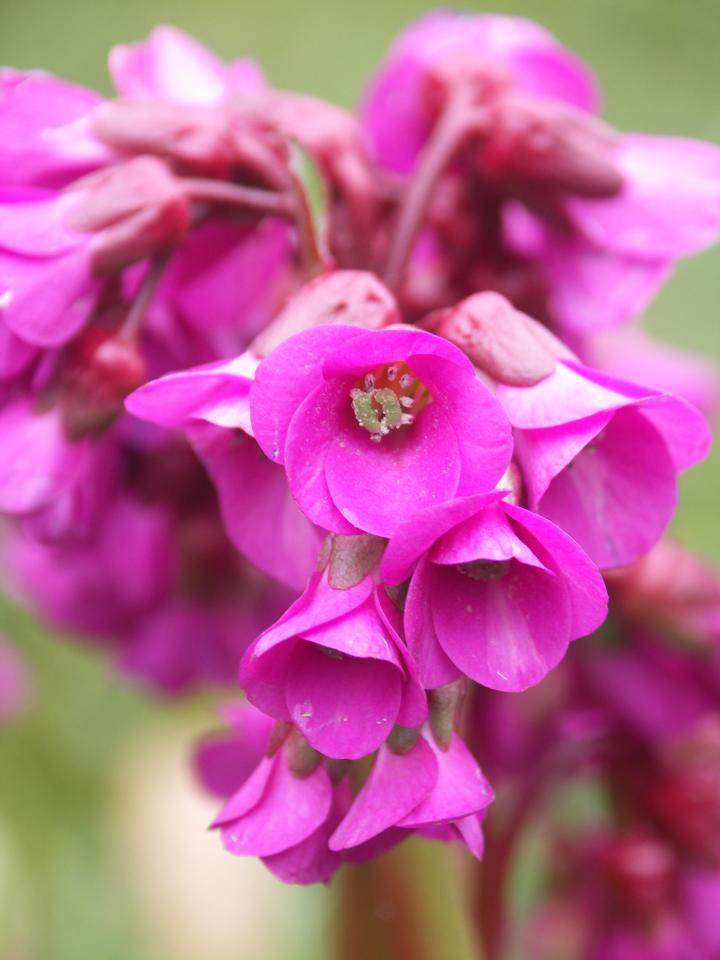 Bergenia 'Ouverture' ('Eroica')