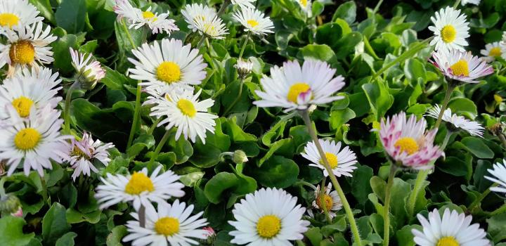 Bellis perennis