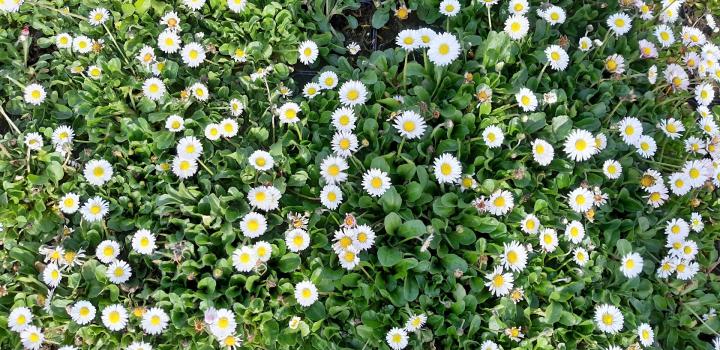 Bellis perennis