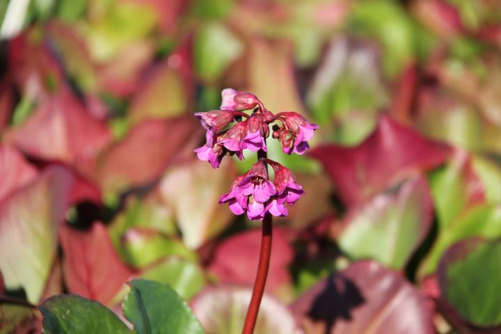 Bergenia purpurascens
