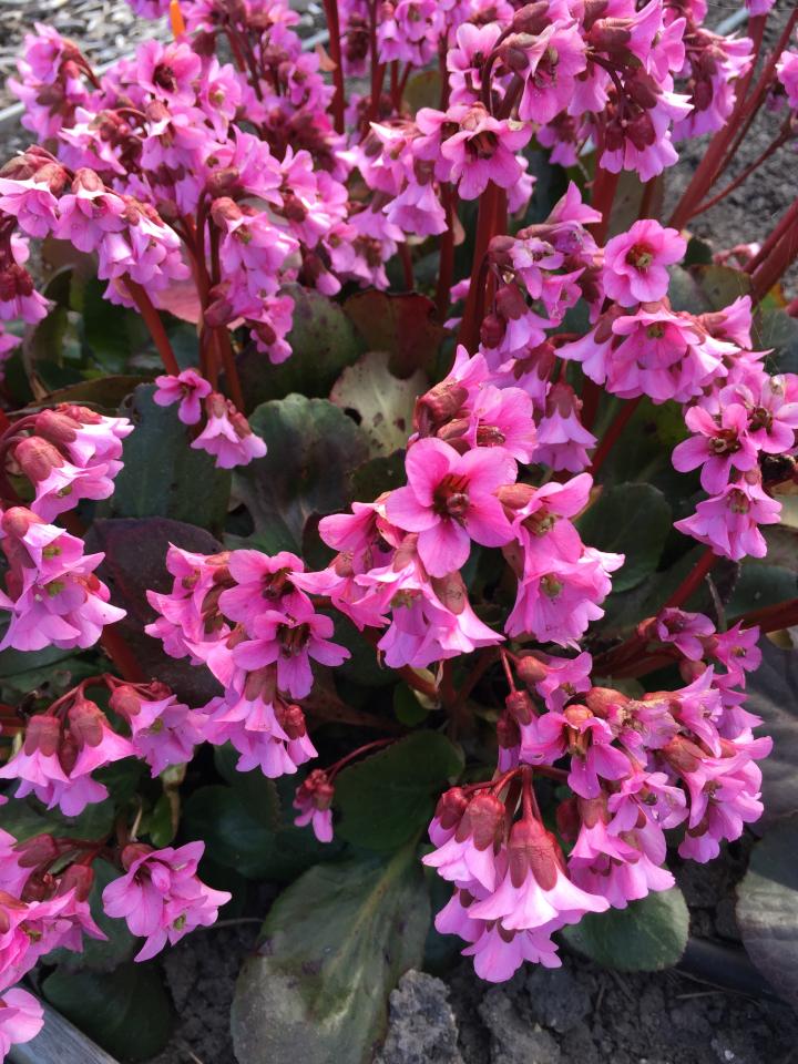 Bergenia 'Rosi Klose'