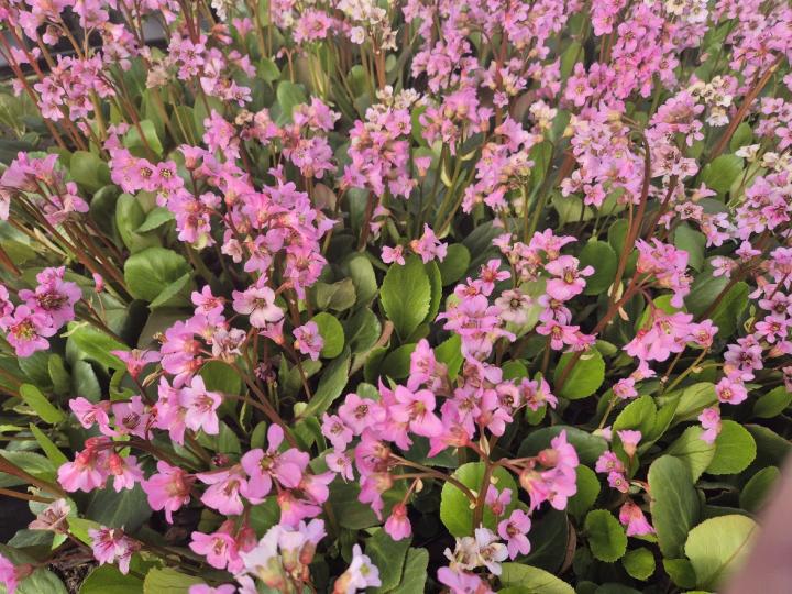 Bergenia 'Rosi Klose'