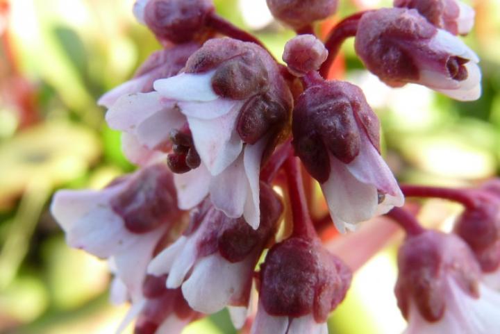 Bergenia 'Silberlicht'