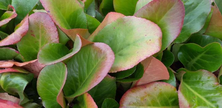 Bergenia 'Winterglut'