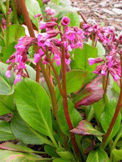 Bergenia 'Wintermärchen'