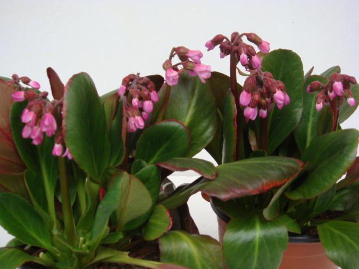 Bergenia 'Wintermärchen'