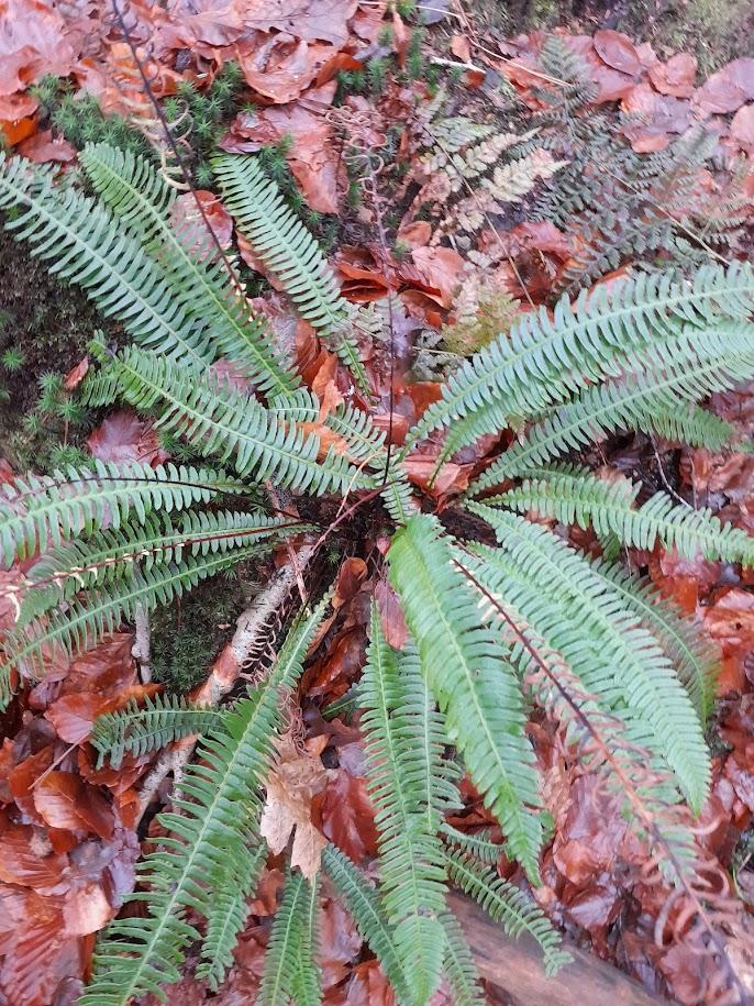Blechnum spicant