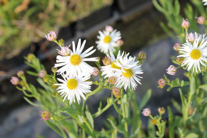 Boltonia asteroides 'Snowbank'