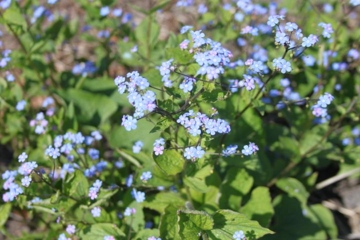 Brunnera macrophylla