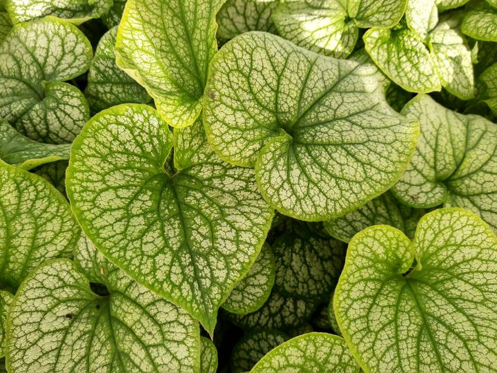 Brunnera macrophylla 'Alexander's Great'