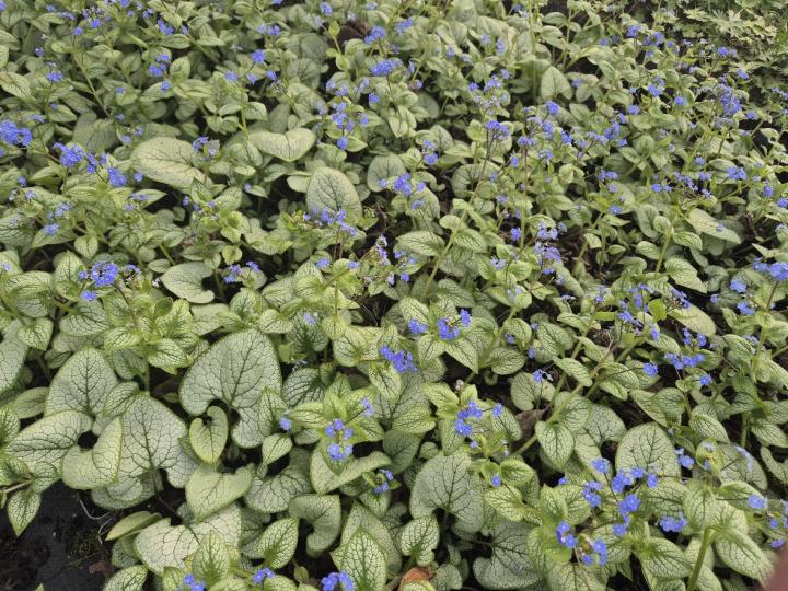 Brunnera macrophylla 'Alexander's Great'