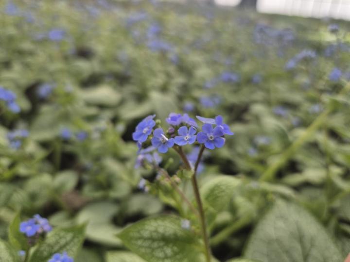 Brunnera macrophylla 'Alexander's Great'