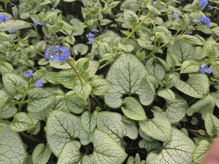 Brunnera macrophylla 'Alexander's Great'
