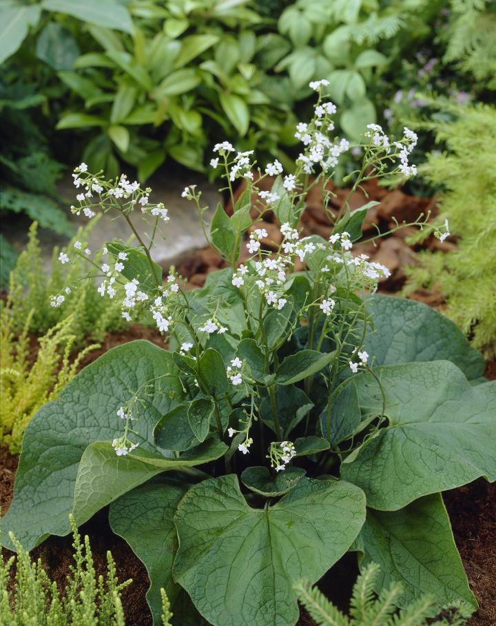 Brunnera macrophylla 'Betty Bowring'