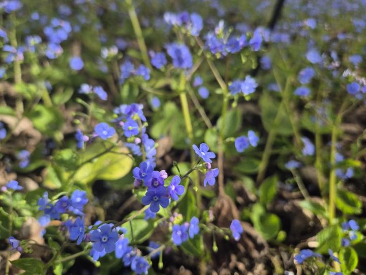 Brunnera macrophylla 'Caucasian Carpet'