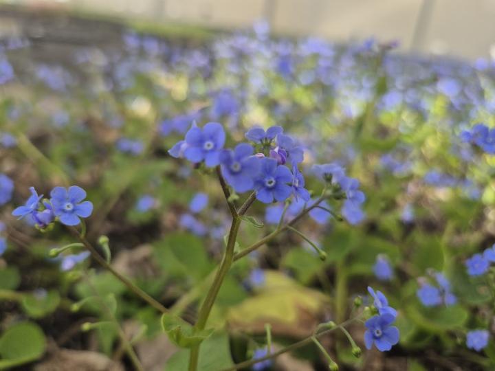 Brunnera macrophylla 'Caucasian Carpet'