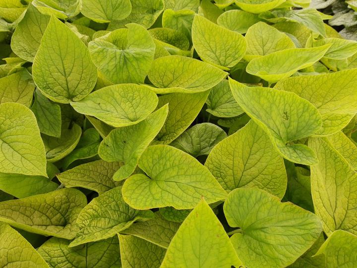 Brunnera macrophylla 'Dianes Gold'