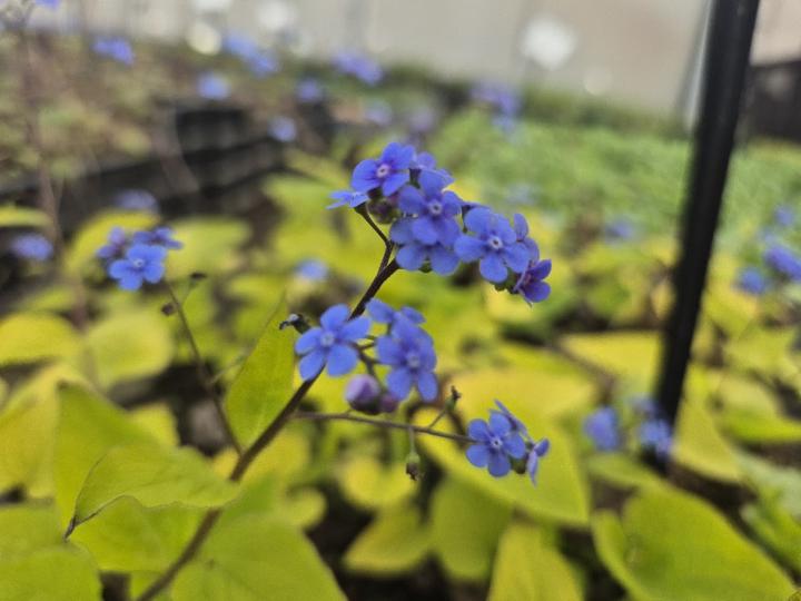 Brunnera macrophylla 'Dianes Gold'