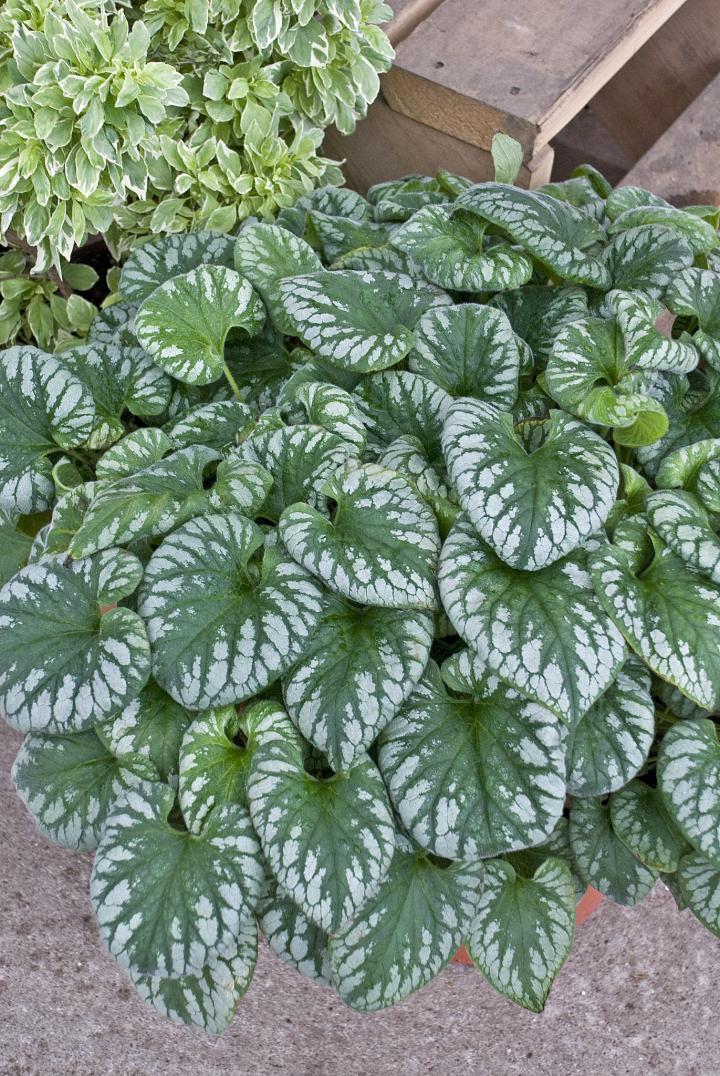 Brunnera macrophylla 'Emerald Mist' ®