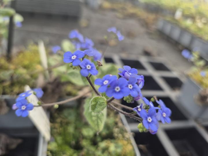 Brunnera macrophylla 'Emerald Mist' ®