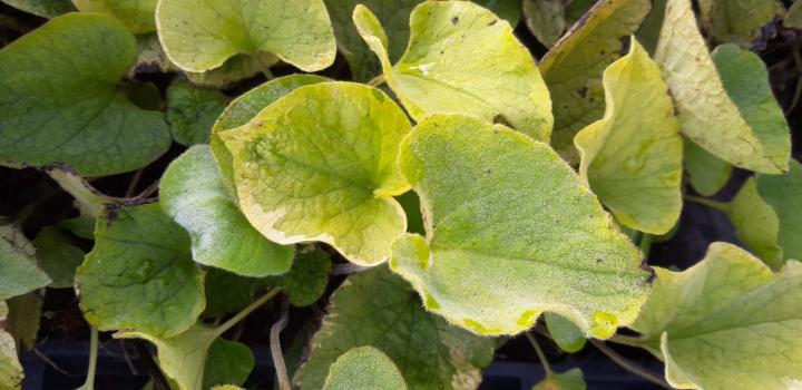 Brunnera macrophylla 'Hadspen Cream'