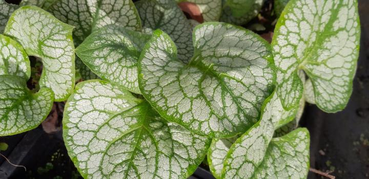 Brunnera macrophylla 'Jack of Diamonds'