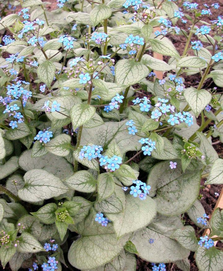 Brunnera macrophylla 'Looking glass' PBR