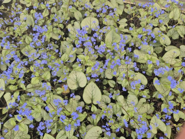 Brunnera macrophylla 'Looking glass' PBR