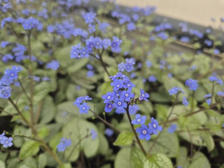 Brunnera macrophylla 'Looking glass' PBR