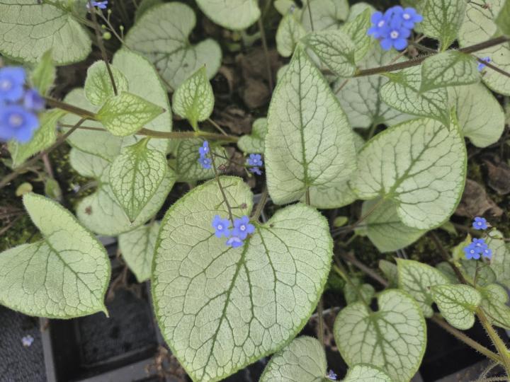 Brunnera macrophylla 'Looking glass' PBR