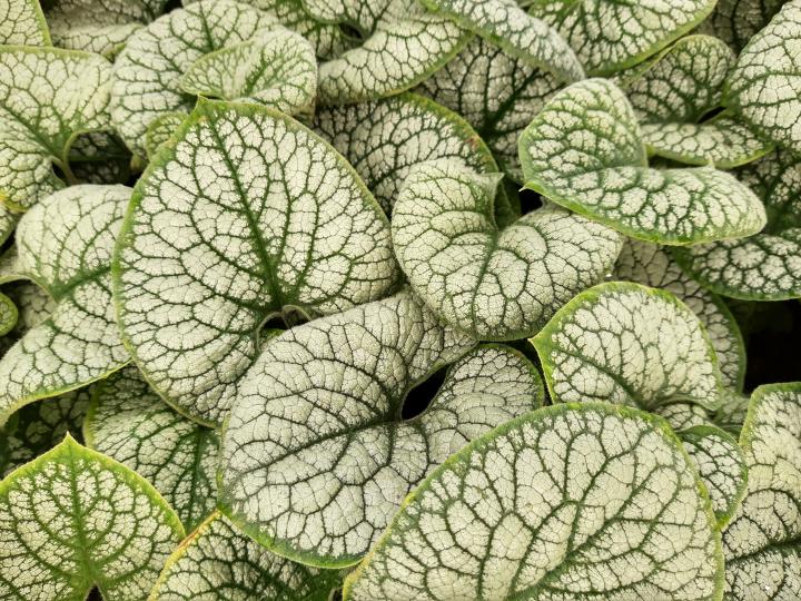 Brunnera macrophylla 'Sea Heart' ®