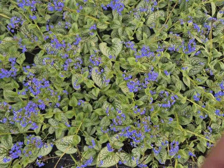 Brunnera macrophylla 'Sea Heart' ®