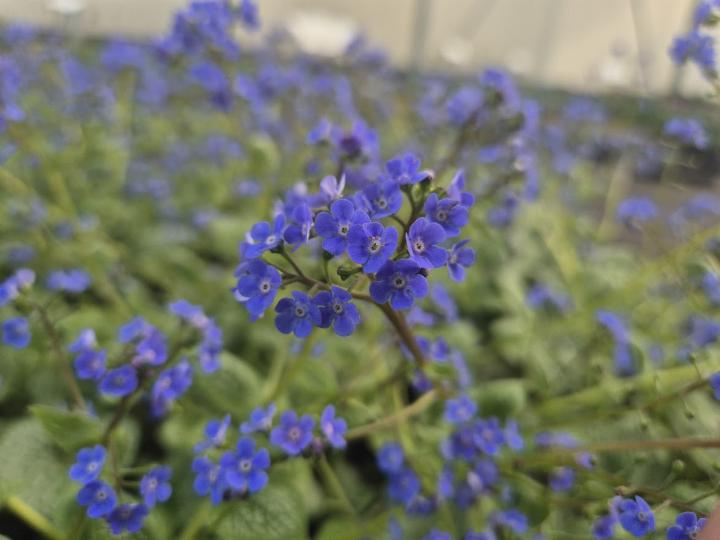 Brunnera macrophylla 'Sea Heart' ®