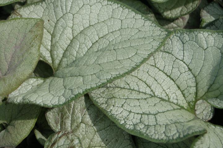 Brunnera macrophylla 'Silver Heart' ®