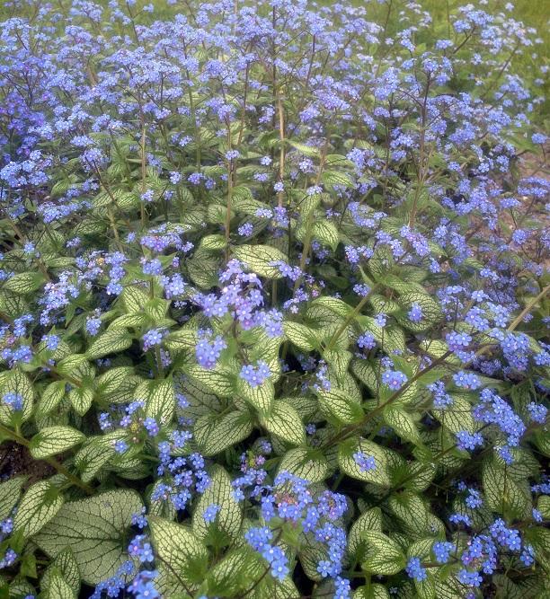 Brunnera macrophylla 'Silver Heart' ®